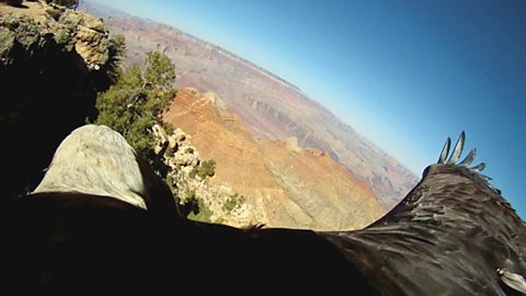 Bird's-eye view from a bald eagle
