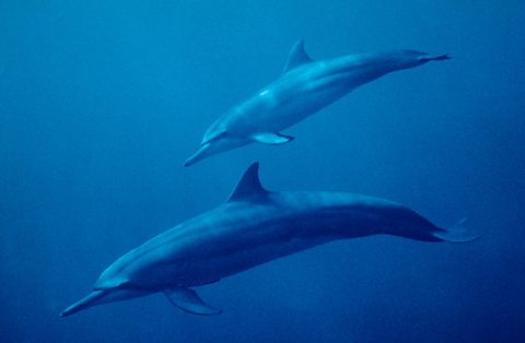 Spinner Dolphin
