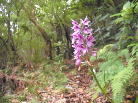 Orchids growing naturally in this climate