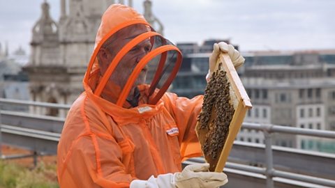 George McGavin inspects bees on London rooftop