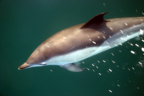 Common Dolphin