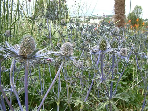 Eryngium amethystinum or 'Sea thistle'