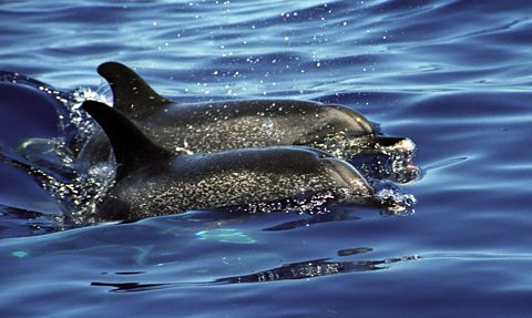 Spotted Dolphin