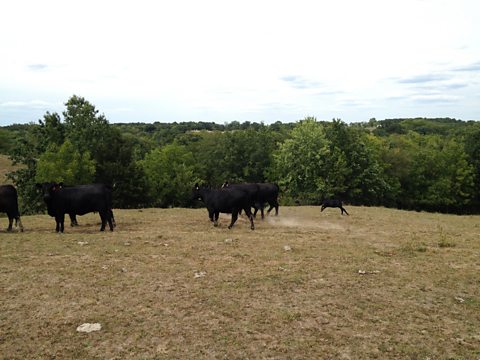 The drought also made life tough for cattle farmers