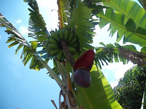 Could bananas soon grow in the UK? 