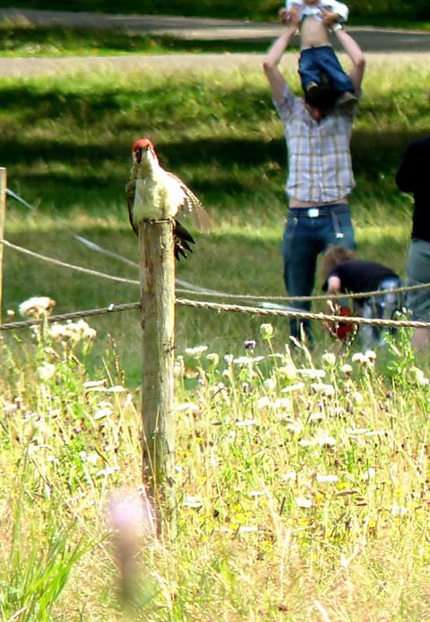 Woodpecker
