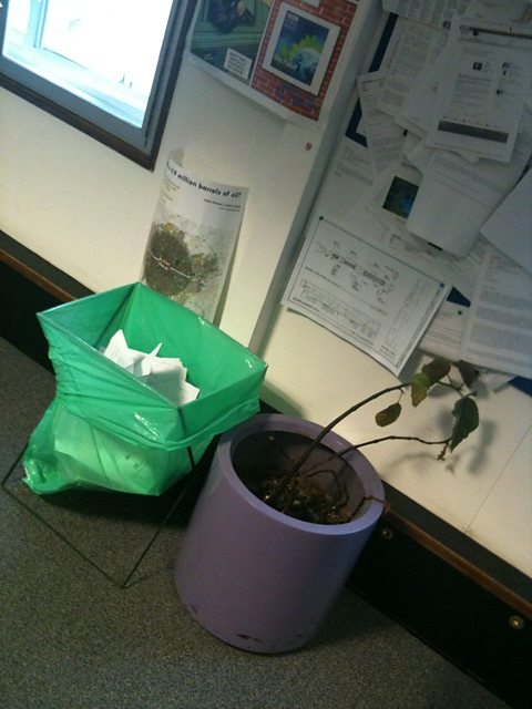 The shame... One Planet's office plant