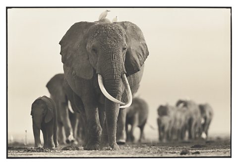 Echo in her prime leading her family across the Amboseli plains.