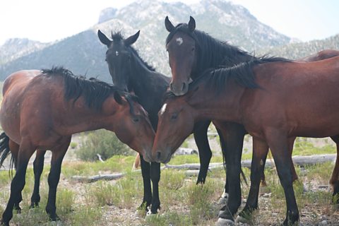 The subtle language of Equus