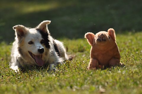 Chaser the world's smartest dog