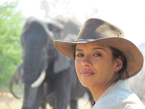 Botswanan elephants with remarkable memories