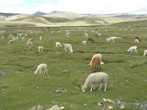 A healthy Peruvian wetland with grazing alpaca