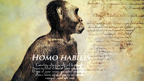 Homo habilis