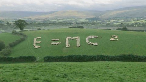 Sheepdogs recreate famous equation