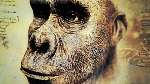 Sahelanthropus tchadensis