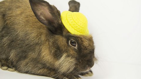 Unimpressed bunny wearing a sort-of bonnet