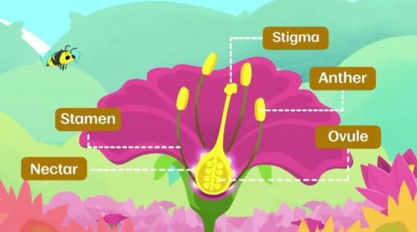 bbc-bitesize-how-do-flowering-plants-reproduce