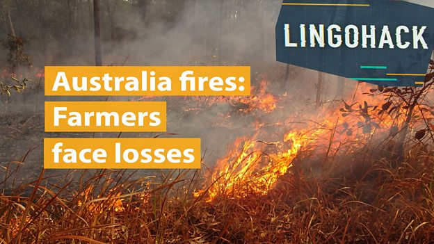 Australia fires: Counting the losses