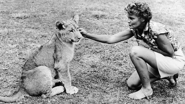 Elsa the Lioness