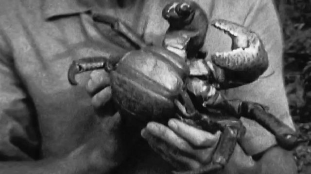 The People of Paradise: Canoes and Coconut Crabs