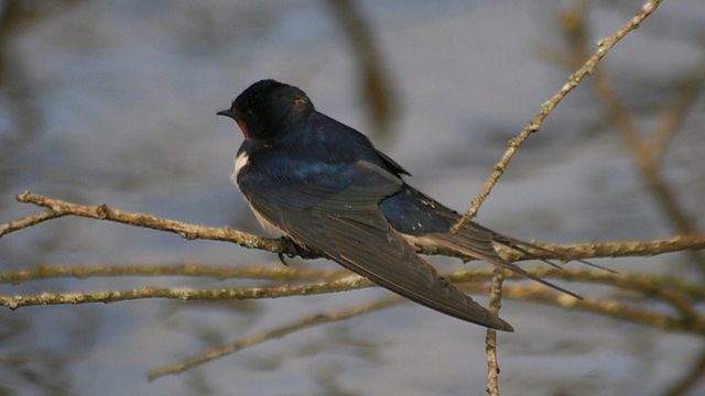 8599929291_ee34af0a1d_z_acapribluegenie_swallow