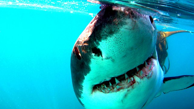 Great White Shark - A Living Legend