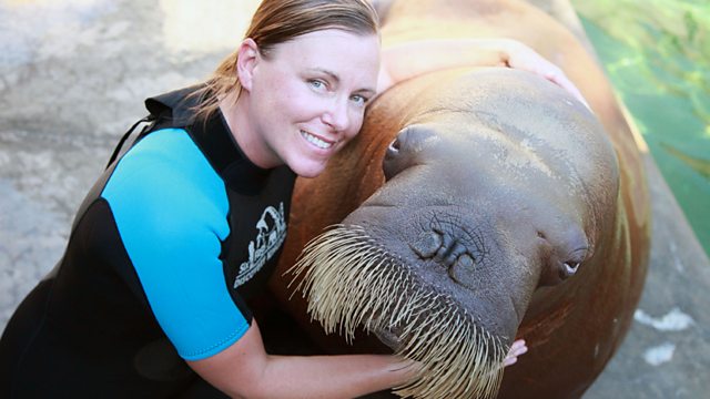 Walrus: Two Tonne Tusker