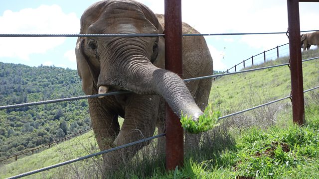 Circus Elephant Rampage