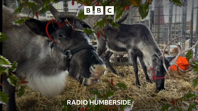 Bbc Radio Humberside Bbc Radio Humberside Finding Sven The Lonely