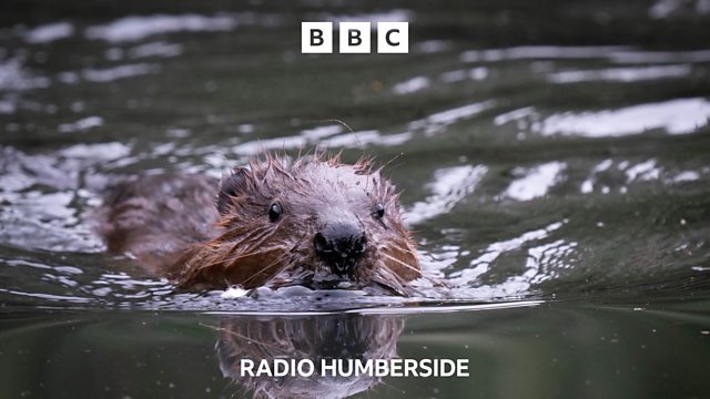 Bbc Radio Humberside Bbc Radio Humberside After Years Beavers