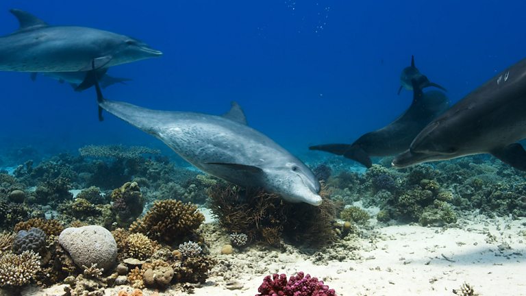 Bbc One Blue Planet Ii Filming Fish That Change Sex