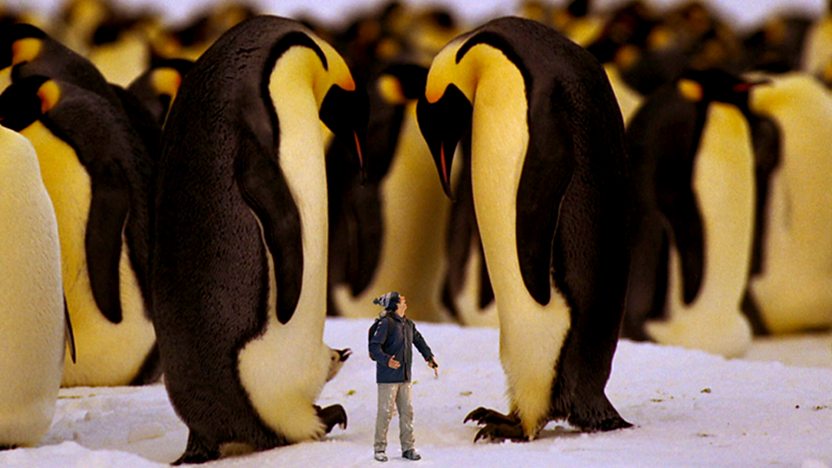 Andy's Wild Adventures: Series 1: 1. Emperor Penguins on BBC iPlayer