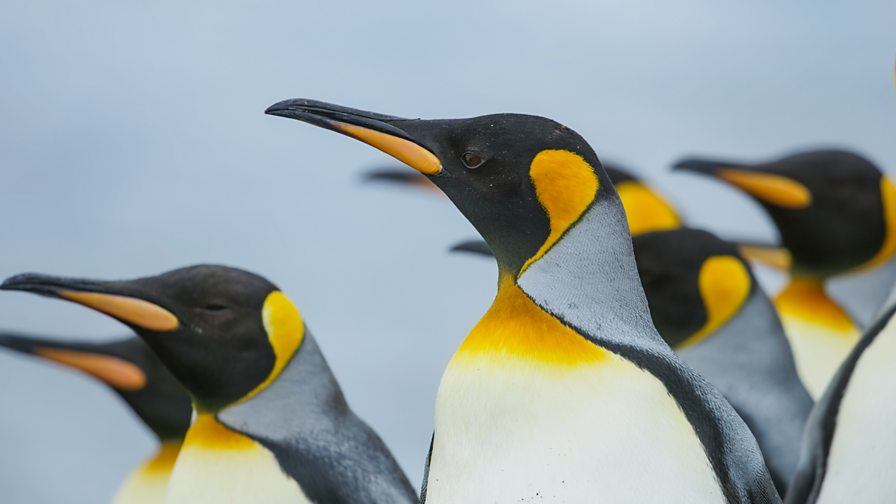 BBC One Frozen Planet II Available Now