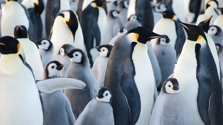penguins keeping warm