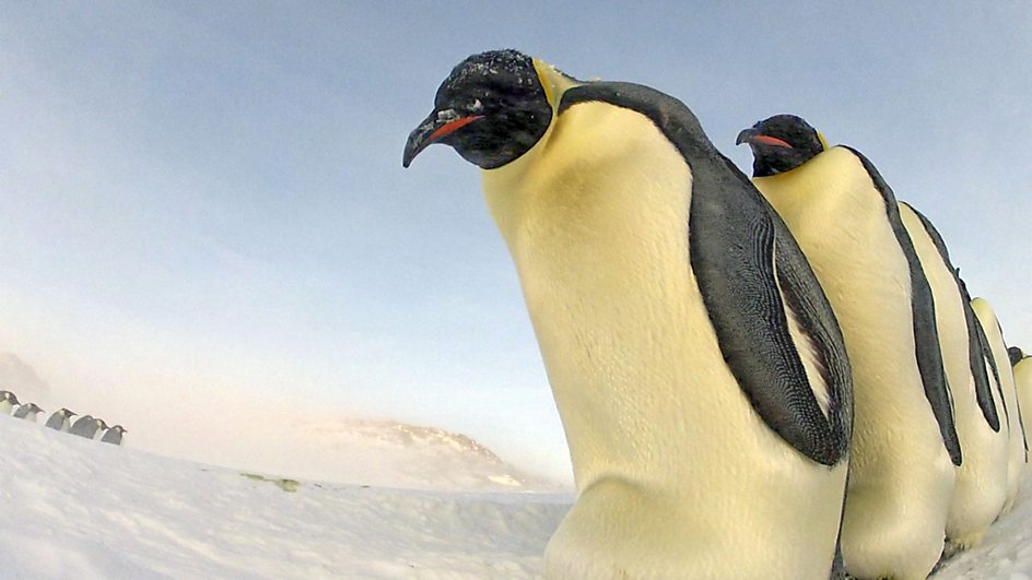 BBC One - Penguins - Spy in the Huddle - Penguins - Spy in the Huddle