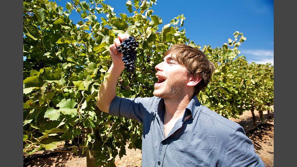 Shiraz grapes