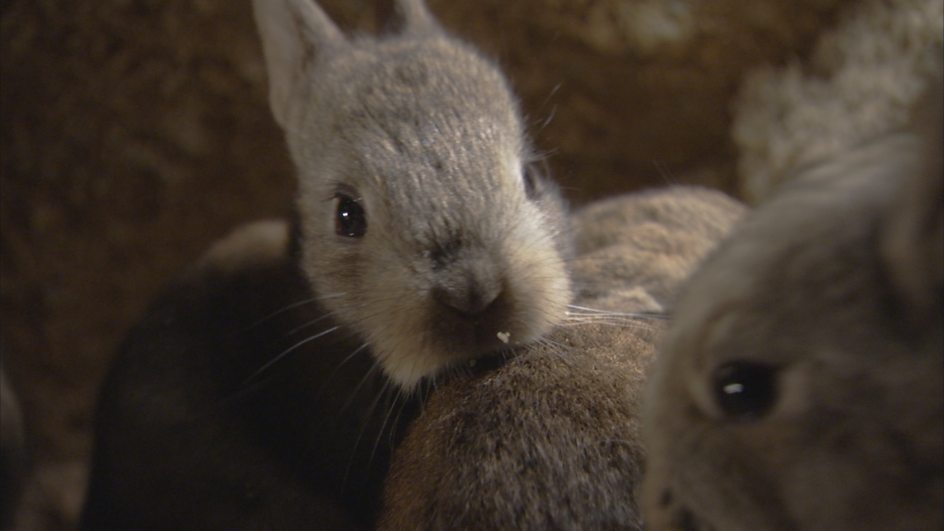 Bbc Two The Burrowers Animals Underground The Rabbit Gallery