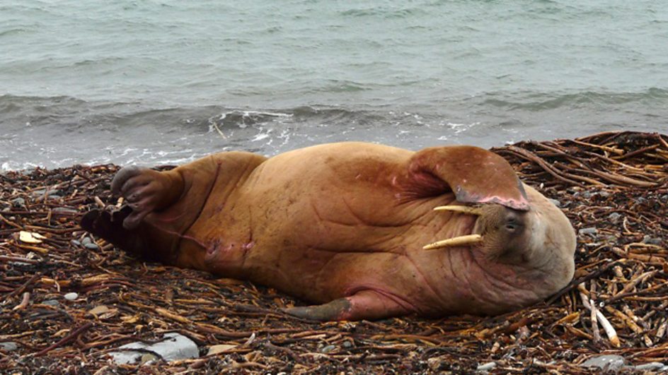A sleeping walrus on Orkney
