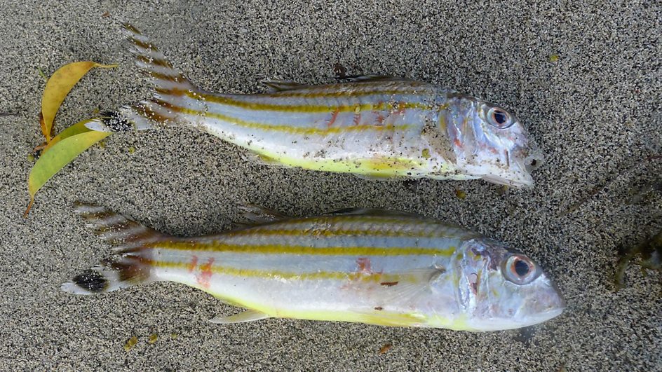 BBC Radio 4 BBC Inside Science, Longitude Prize Winner; Solar cells