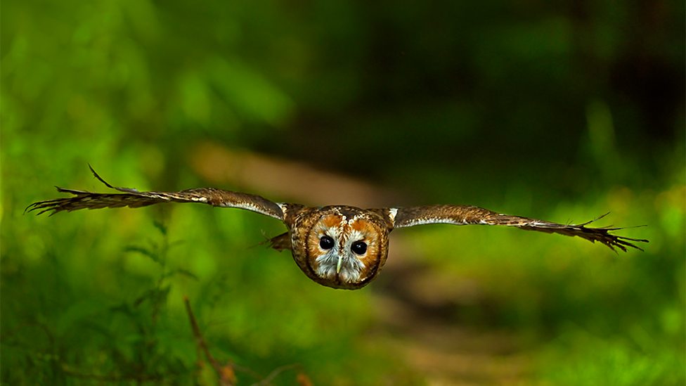 Tawny owl in flight