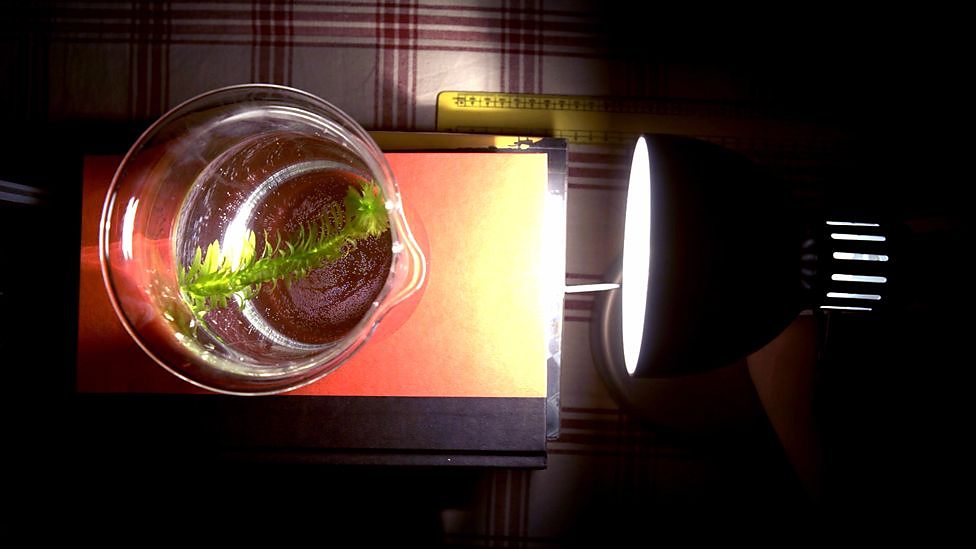 BBC Bitesize How to measure photosynthesis