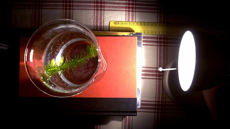 Beautiful Work Bbc Bitesize Photosynthesis Maths Form vrogue.co