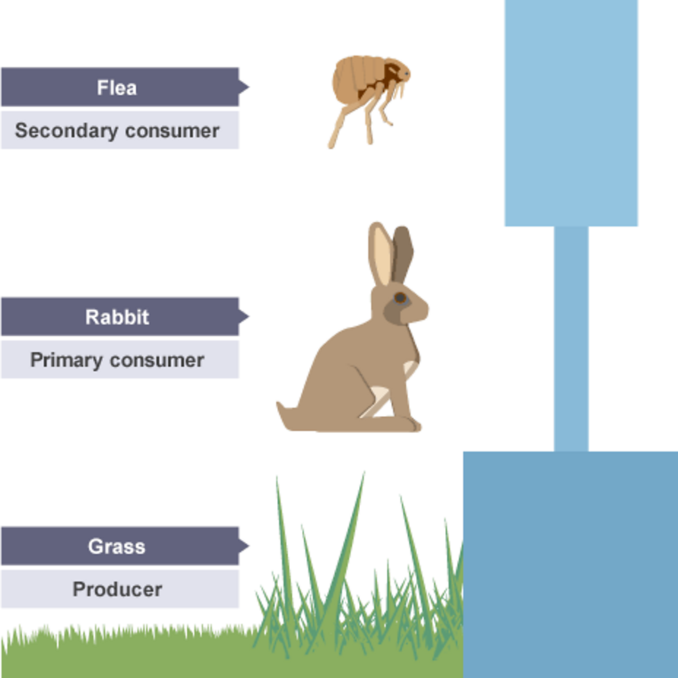 Food Chains BBC Bitesize