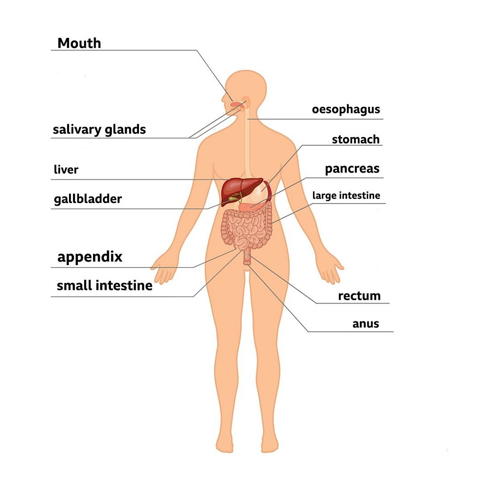 Digestion Bbc Bitesize