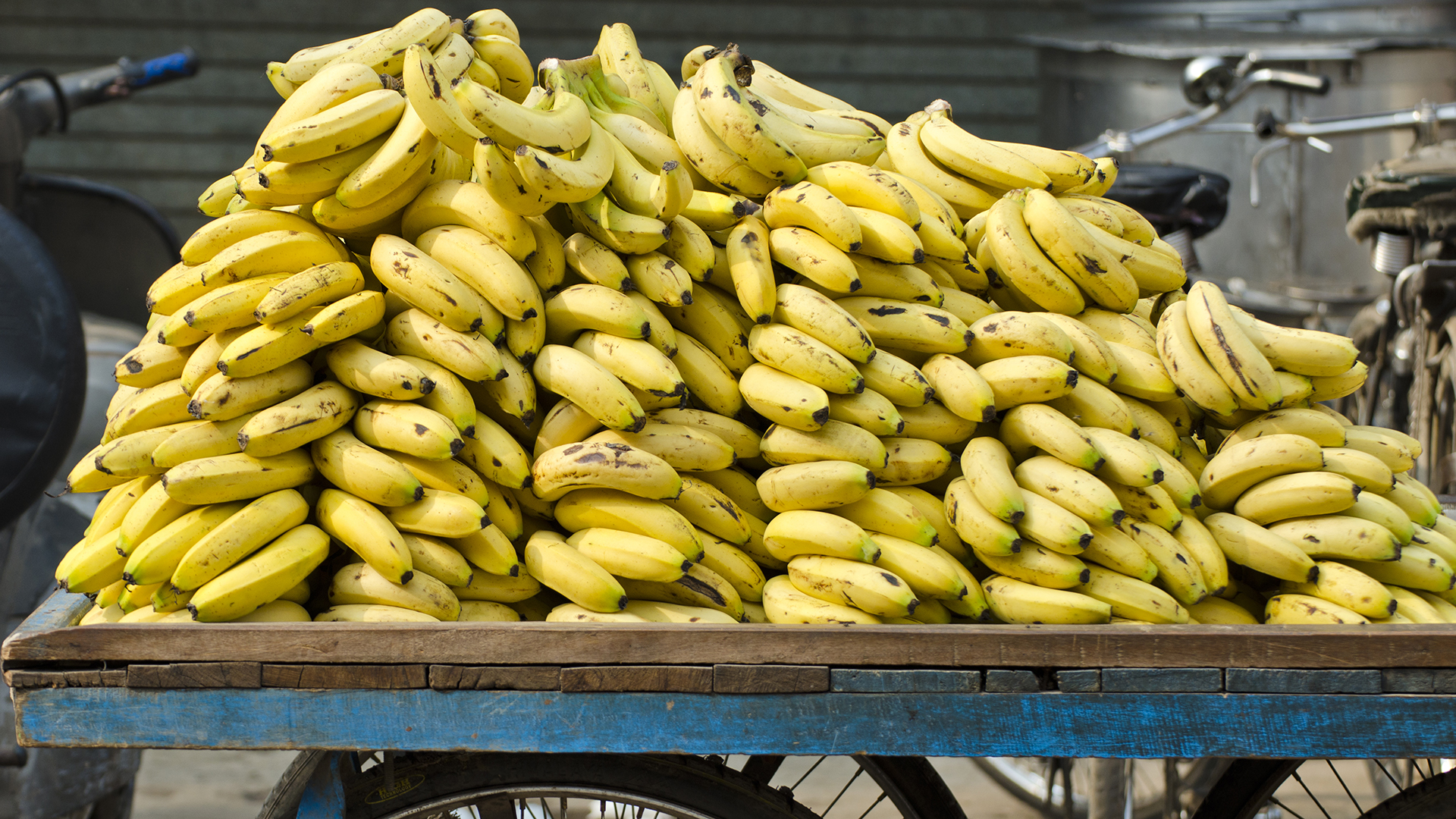 wild banana vs cultivated banana