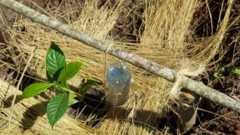 Pres #Museveni demonstrates drip irrigation technique in the wake of #climatechange #TransformingUG #Agriculture