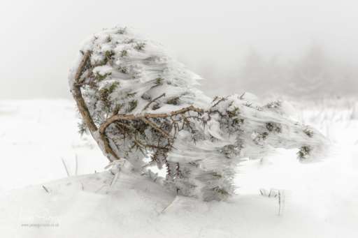 Windswept & Frozen