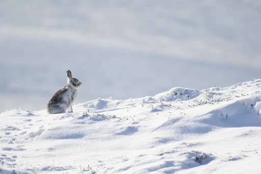 Mountain hare