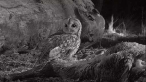Tawny owl