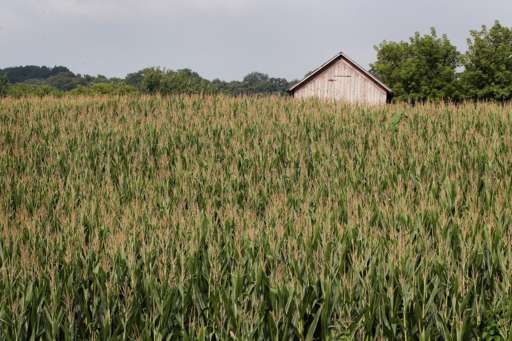 A barn in a field of corn